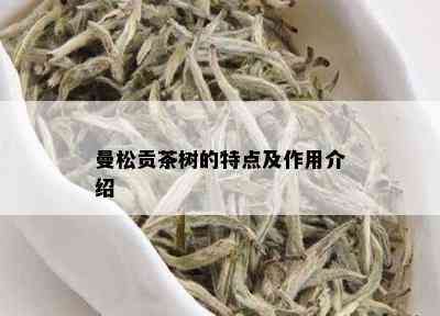 曼松贡茶树的特点及作用介绍