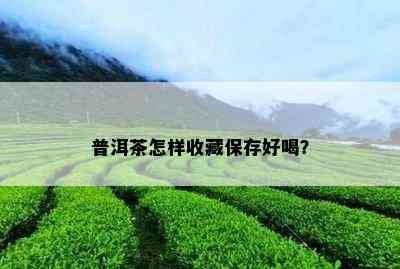 普洱茶怎样收藏保存好喝？