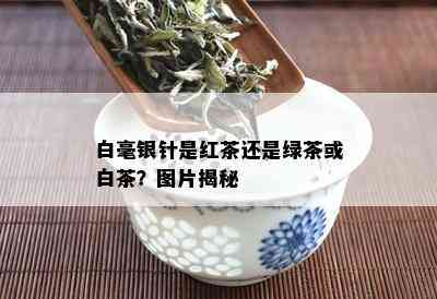 白毫银针是红茶还是绿茶或白茶？图片揭秘