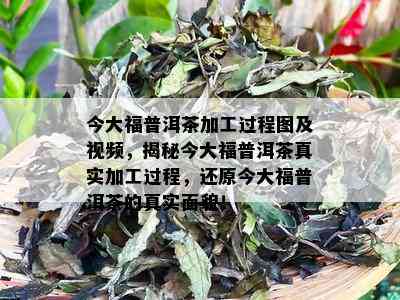 今大福普洱茶加工过程图及视频，揭秘今大福普洱茶真实加工过程，还原今大福普洱茶的真实面貌！