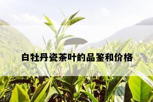 白牡丹瓷茶叶的品鉴和价格