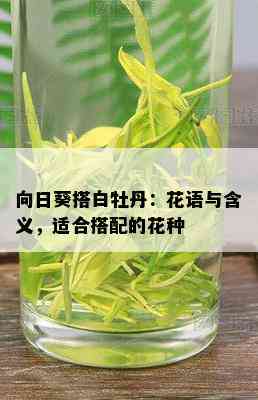 向日葵搭白牡丹：花语与含义，适合搭配的花种