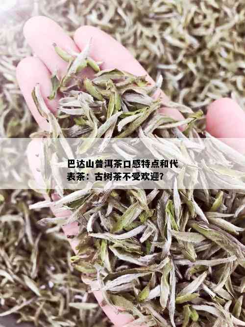 巴达山普洱茶口感特点和代表茶：古树茶不受欢迎？