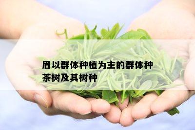 眉以群体种植为主的群体种茶树及其树种