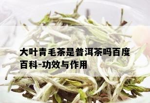 大叶青毛茶是普洱茶吗百度百科-功效与作用