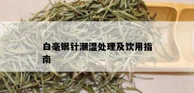 白毫银针潮湿处理及饮用指南