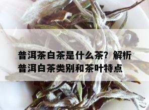 普洱茶白茶是什么茶？解析普洱白茶类别和茶叶特点