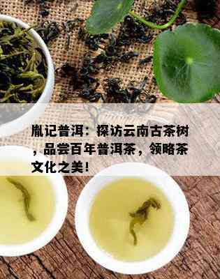 胤记普洱：探访云南古茶树，品尝百年普洱茶，领略茶文化之美！