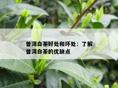 普洱白茶好处和坏处：了解普洱白茶的优缺点