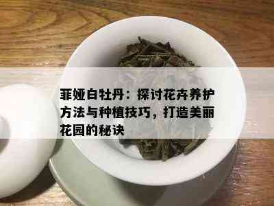 菲娅白牡丹：探讨花卉养护方法与种植技巧，打造美丽花园的秘诀