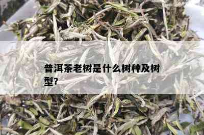 普洱茶老树是什么树种及树型？