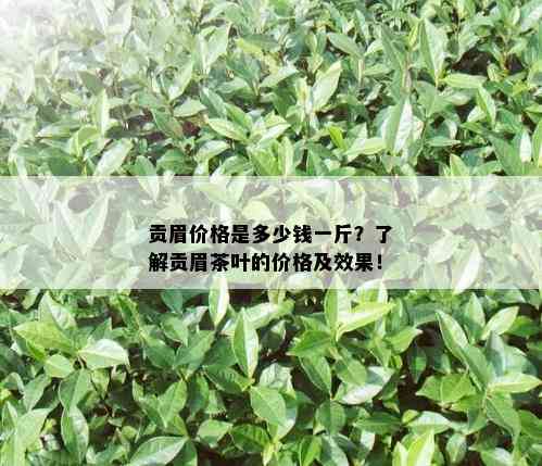 贡眉价格是多少钱一斤？了解贡眉茶叶的价格及效果！