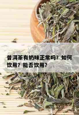 普洱茶有奶味正常吗？如何饮用？能否饮用？