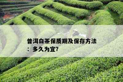 普洱白茶保质期及保存方法：多久为宜？