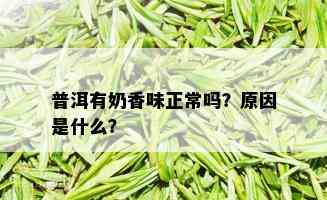 普洱有奶香味正常吗？原因是什么？