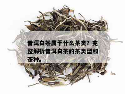 普洱白茶属于什么茶类？完整解析普洱白茶的茶类型和茶种。