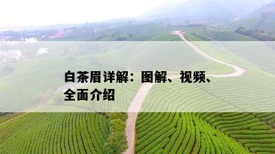 白茶眉详解：图解、视频、全面介绍