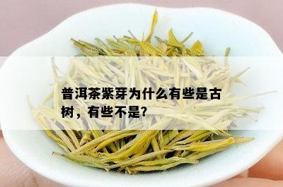 普洱茶紫芽为什么有些是古树，有些不是？