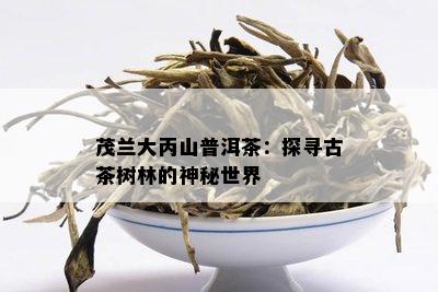 茂兰大丙山普洱茶：探寻古茶树林的神秘世界