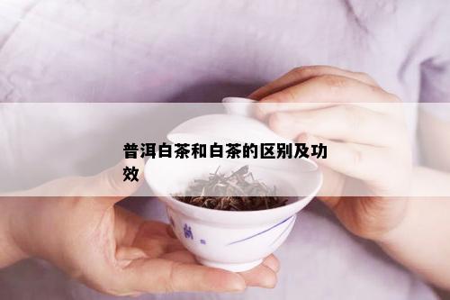 普洱白茶和白茶的区别及功效