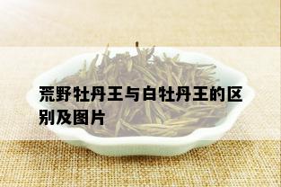 荒野牡丹王与白牡丹王的区别及图片