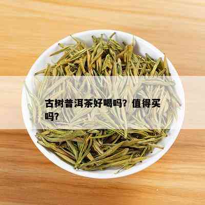 古树普洱茶好喝吗？值得买吗？