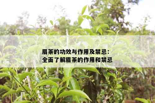 眉茶的功效与作用及禁忌：全面了解眉茶的作用和禁忌