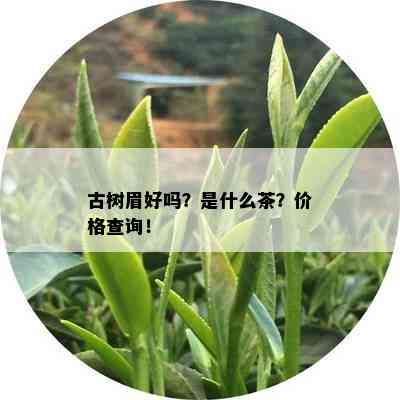 古树眉好吗？是什么茶？价格查询！