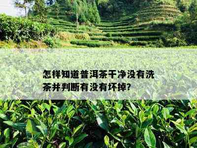 怎样知道普洱茶干净没有洗茶并判断有没有坏掉？