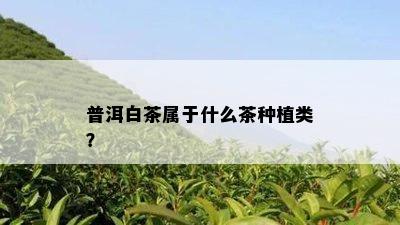 普洱白茶属于什么茶种植类？