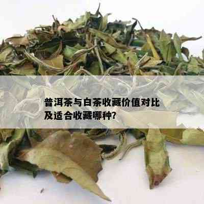 普洱茶与白茶收藏价值对比及适合收藏哪种？