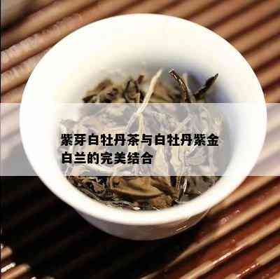 紫芽白牡丹茶与白牡丹紫金白兰的完美结合