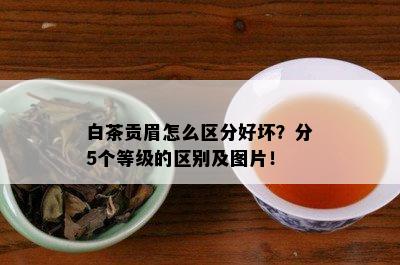 白茶贡眉怎么区分好坏？分5个等级的区别及图片！