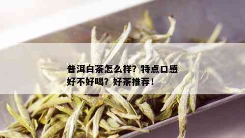 普洱白茶怎么样？特点口感好不好喝？好茶推荐！