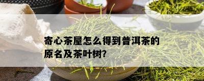 寄心茶屋怎么得到普洱茶的原名及茶叶树？