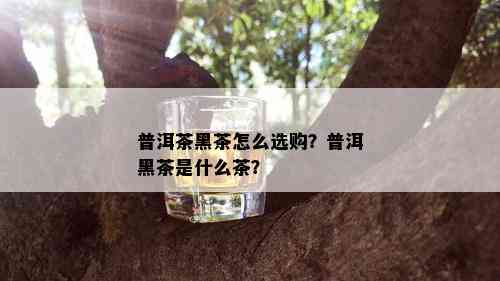 普洱茶黑茶怎么选购？普洱黑茶是什么茶？