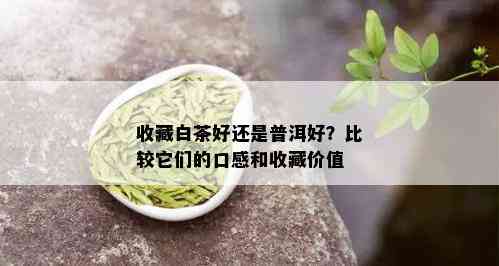 收藏白茶好还是普洱好？比较它们的口感和收藏价值