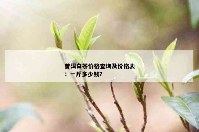 普洱白茶价格查询及价格表：一斤多少钱？