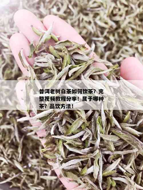 普洱老树白茶如何饮茶？完整视频教程分享！属于哪种茶？品饮方法！