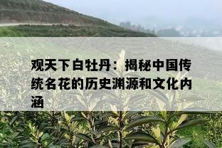 观天下白牡丹：揭秘中国传统名花的历史渊源和文化内涵