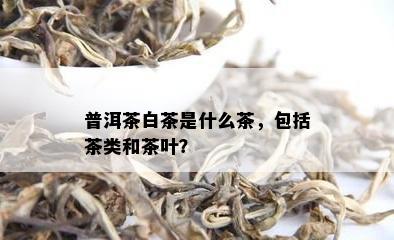 普洱茶白茶是什么茶，包括茶类和茶叶？