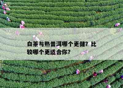 白茶与熟普洱哪个更健？比较哪个更适合你？