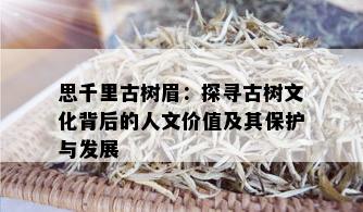 思千里古树眉：探寻古树文化背后的人文价值及其保护与发展