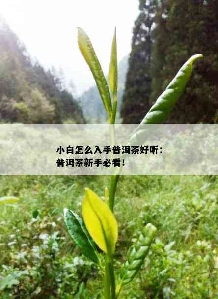 小白怎么入手普洱茶好听：普洱茶新手必看！