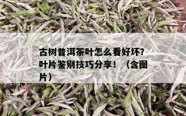 古树普洱茶叶怎么看好坏？叶片鉴别技巧分享！（含图片）