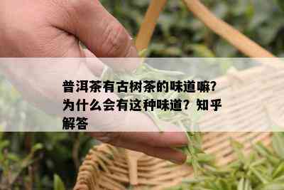 普洱茶有古树茶的味道嘛？为什么会有这种味道？知乎解答