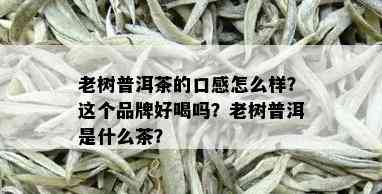 老树普洱茶的口感怎么样？这个品牌好喝吗？老树普洱是什么茶？