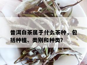 普洱白茶属于什么茶种，包括种植、类别和种类？