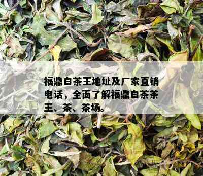 福鼎白茶王地址及厂家直销电话，全面了解福鼎白茶茶王、茶、茶场。