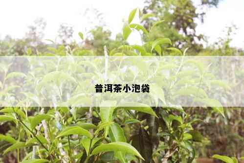 普洱茶小泡袋